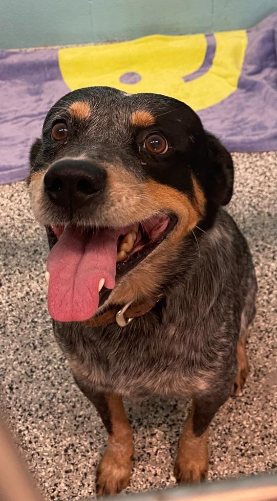 Benson, Adoptable, Young Male Cattle Dog.