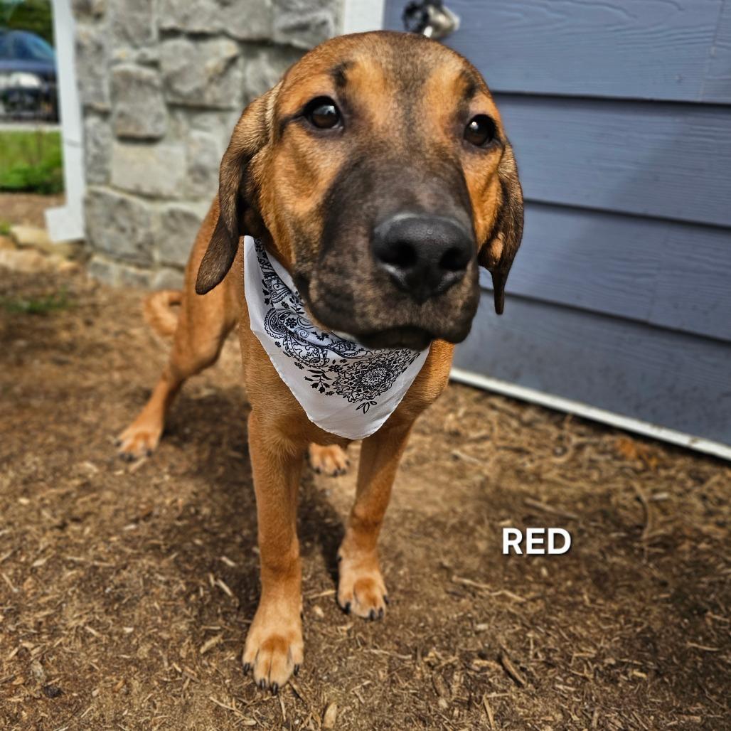 Enlarge Red, a Adoptable mixed breed in Madisonville, TN image 1/2