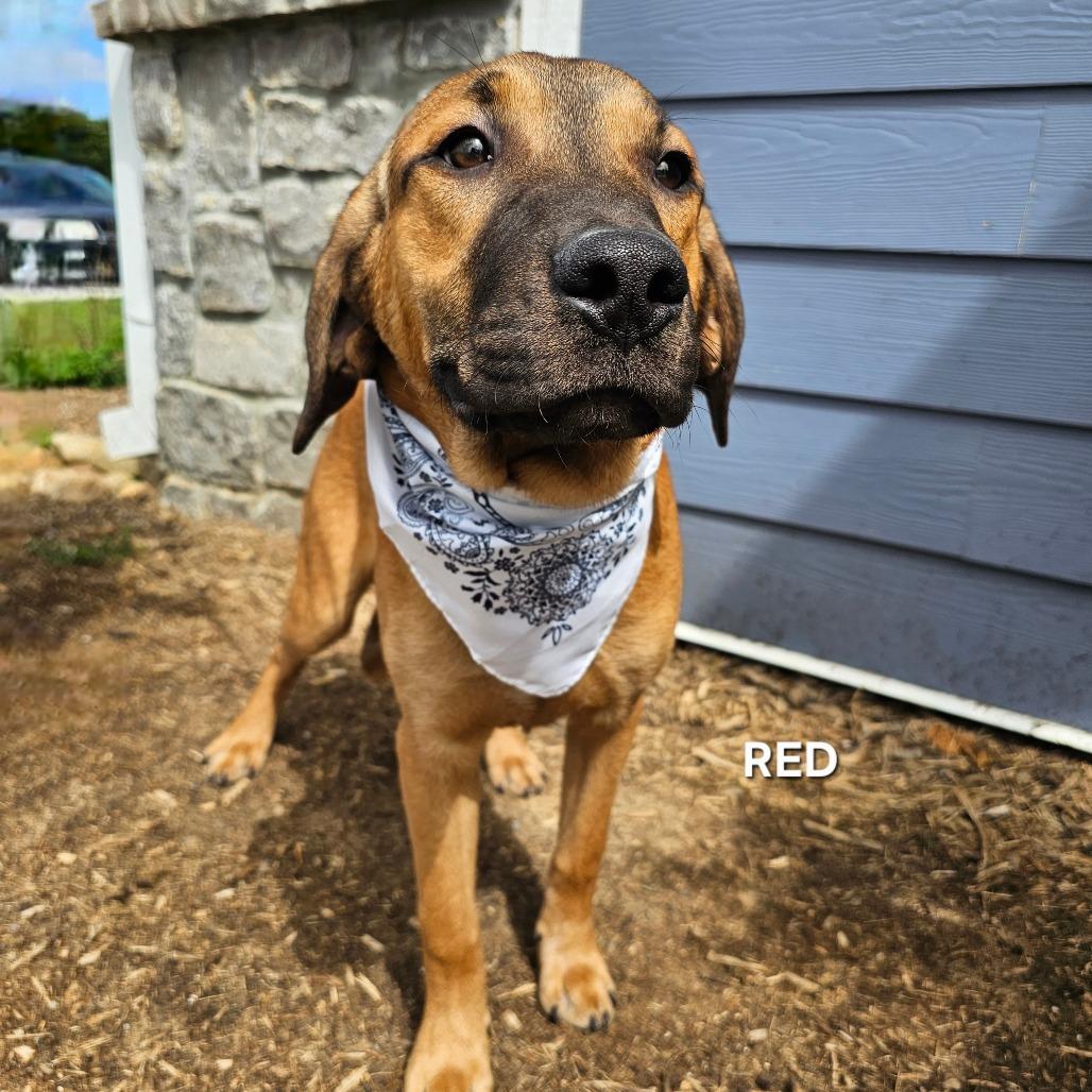Enlarge Red, a Adoptable mixed breed in Madisonville, TN image 2/2