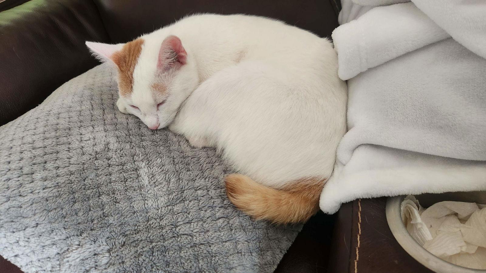 Stormie, Adoptable, Young Female American Shorthair.