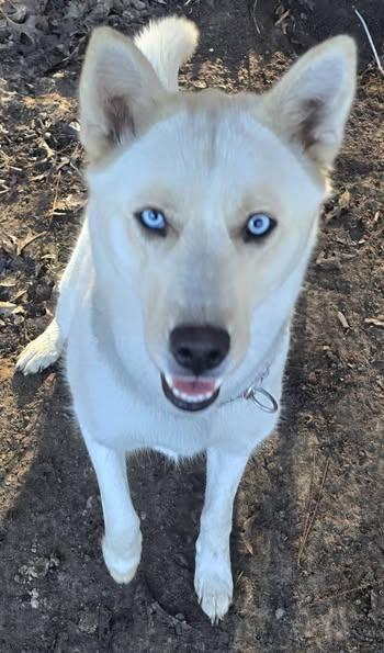 Holly, a Adopted Siberian Husky in Corinth, MS image 1/3