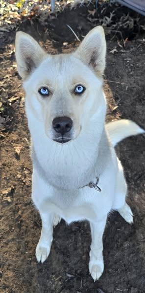 Holly, a Adopted Siberian Husky in Corinth, MS image 2/3