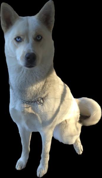 Holly, a Adopted Siberian Husky in Corinth, MS image 3/3