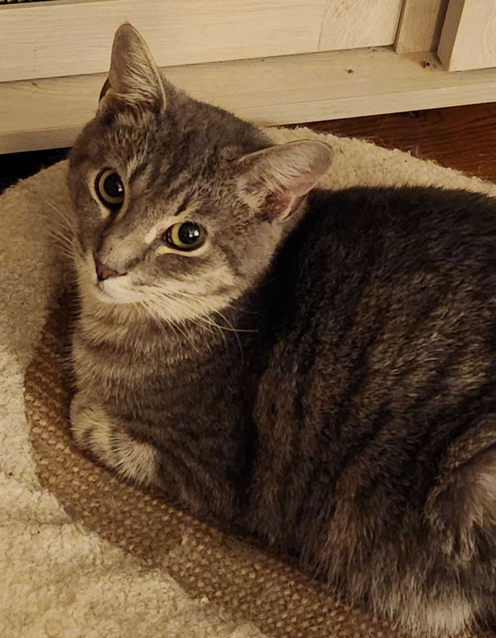 Dollar  (25-056), Adoptable, Adult Female Domestic Short Hair.