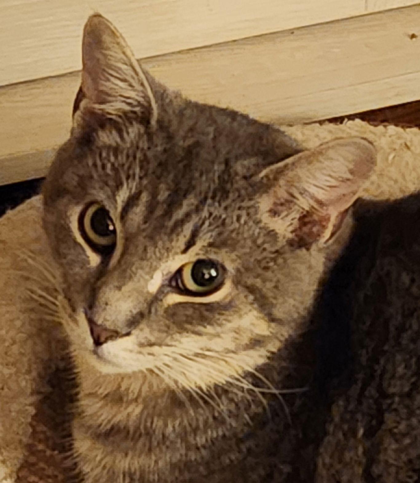 Enlarge Dollar  (25-056), a Adoptable Domestic Short Hair in Ocean Pines, MD image 2/2