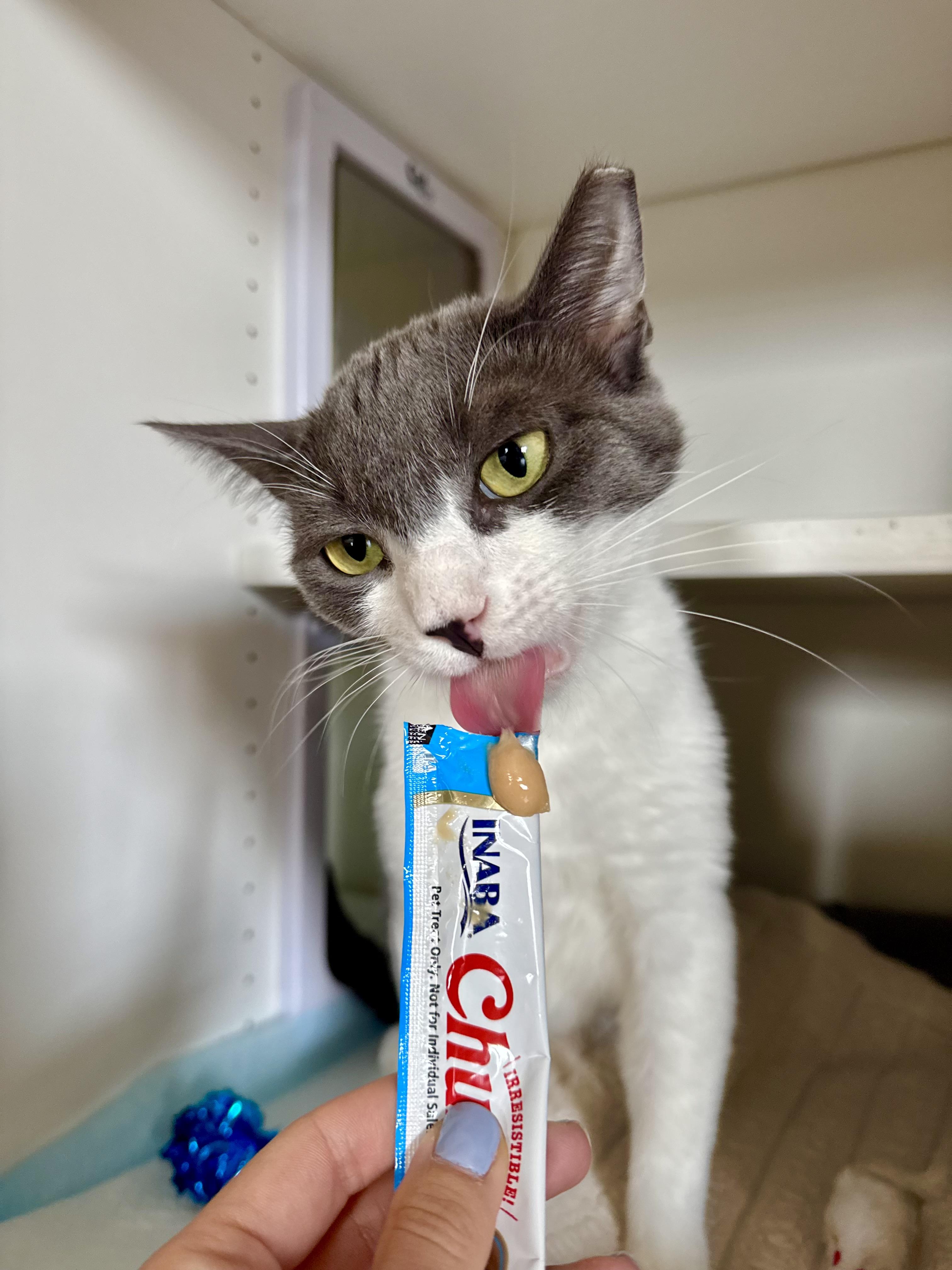Max, a ADOPTABLE Domestic Short Hair in Ramsey, NJ image 5/6