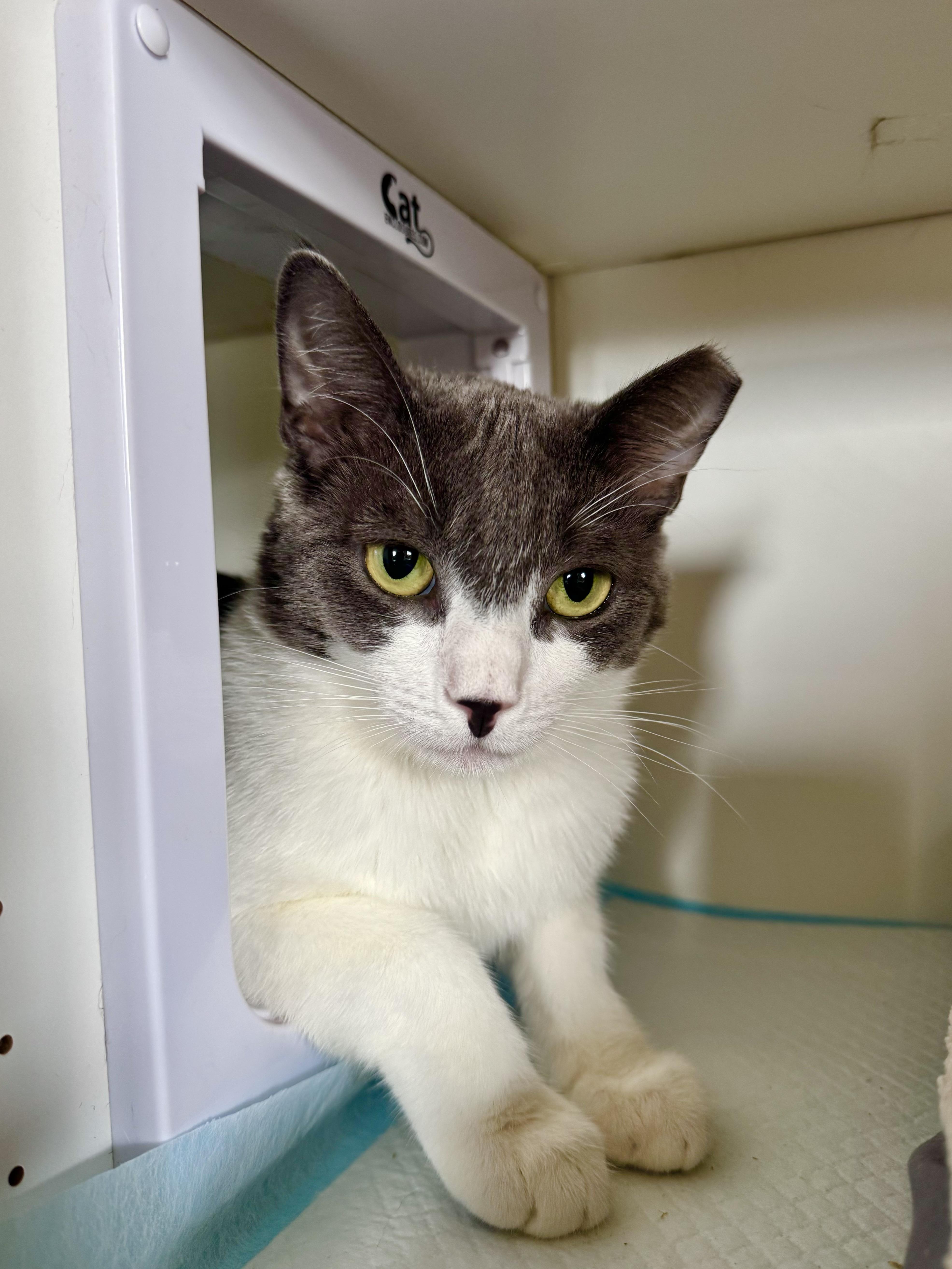 Max, a ADOPTABLE Domestic Short Hair in Ramsey, NJ image 2/6