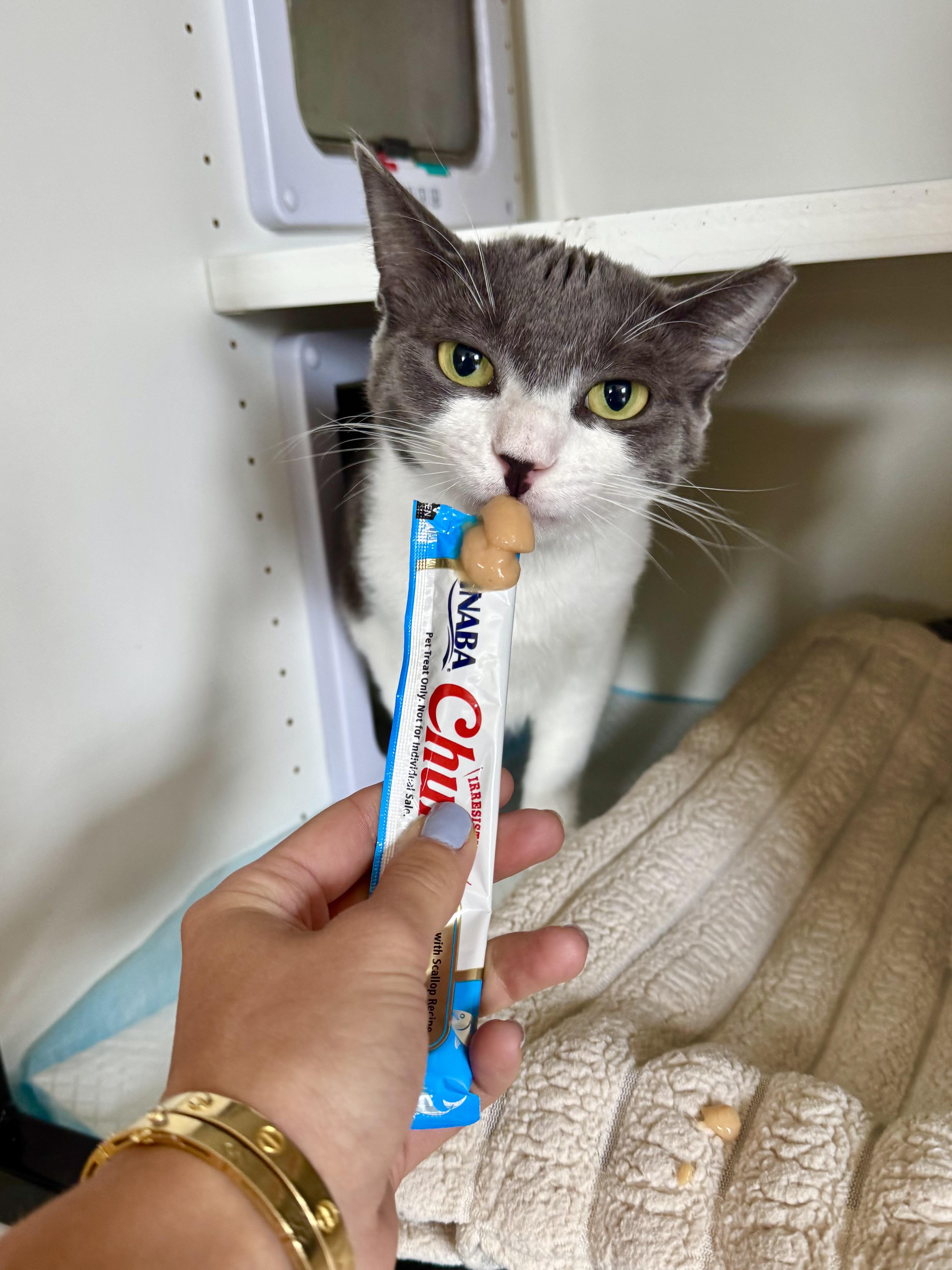 Max, a ADOPTABLE Domestic Short Hair in Ramsey, NJ image 1/6