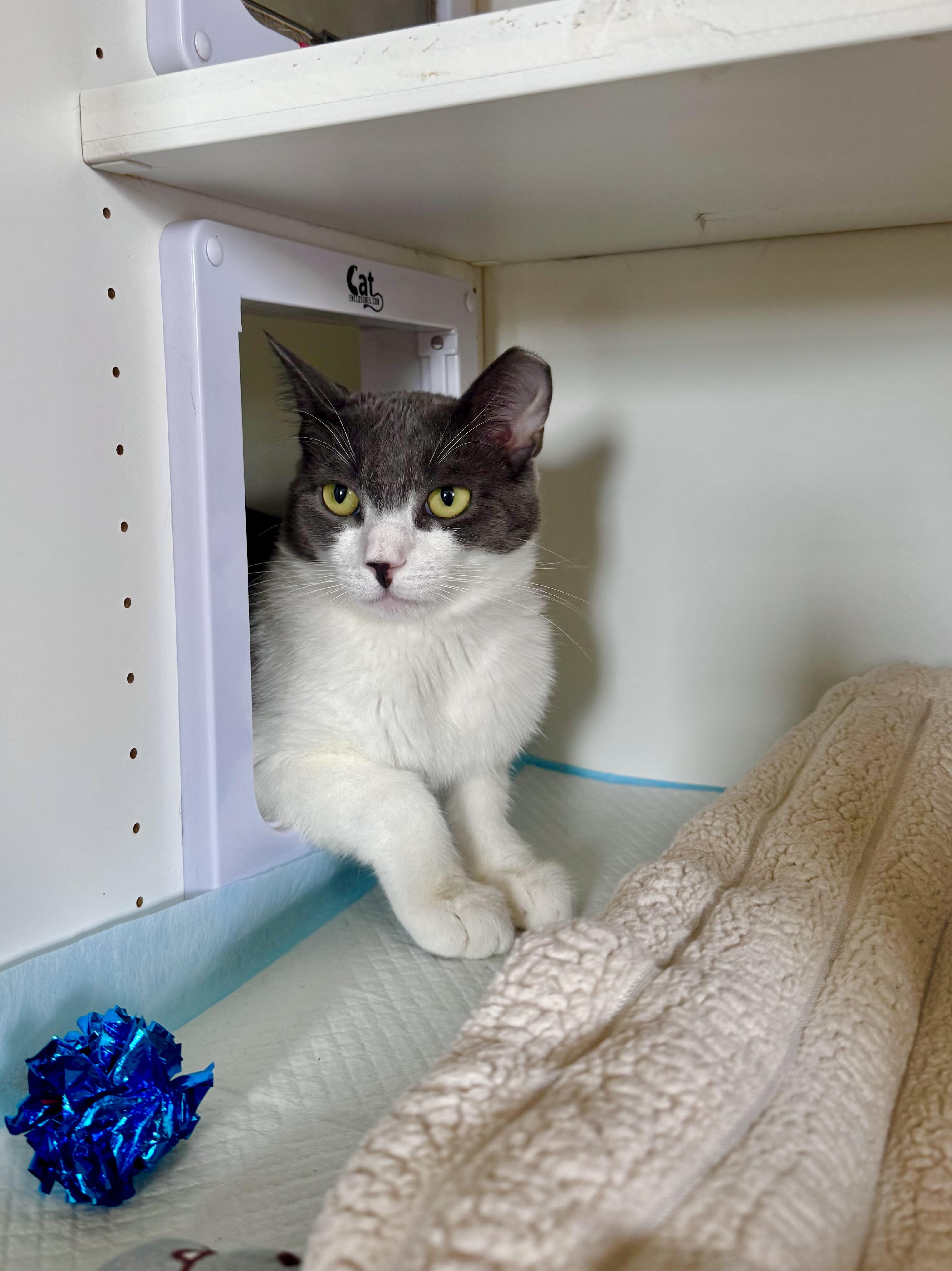 Max, a ADOPTABLE Domestic Short Hair in Ramsey, NJ image 4/6