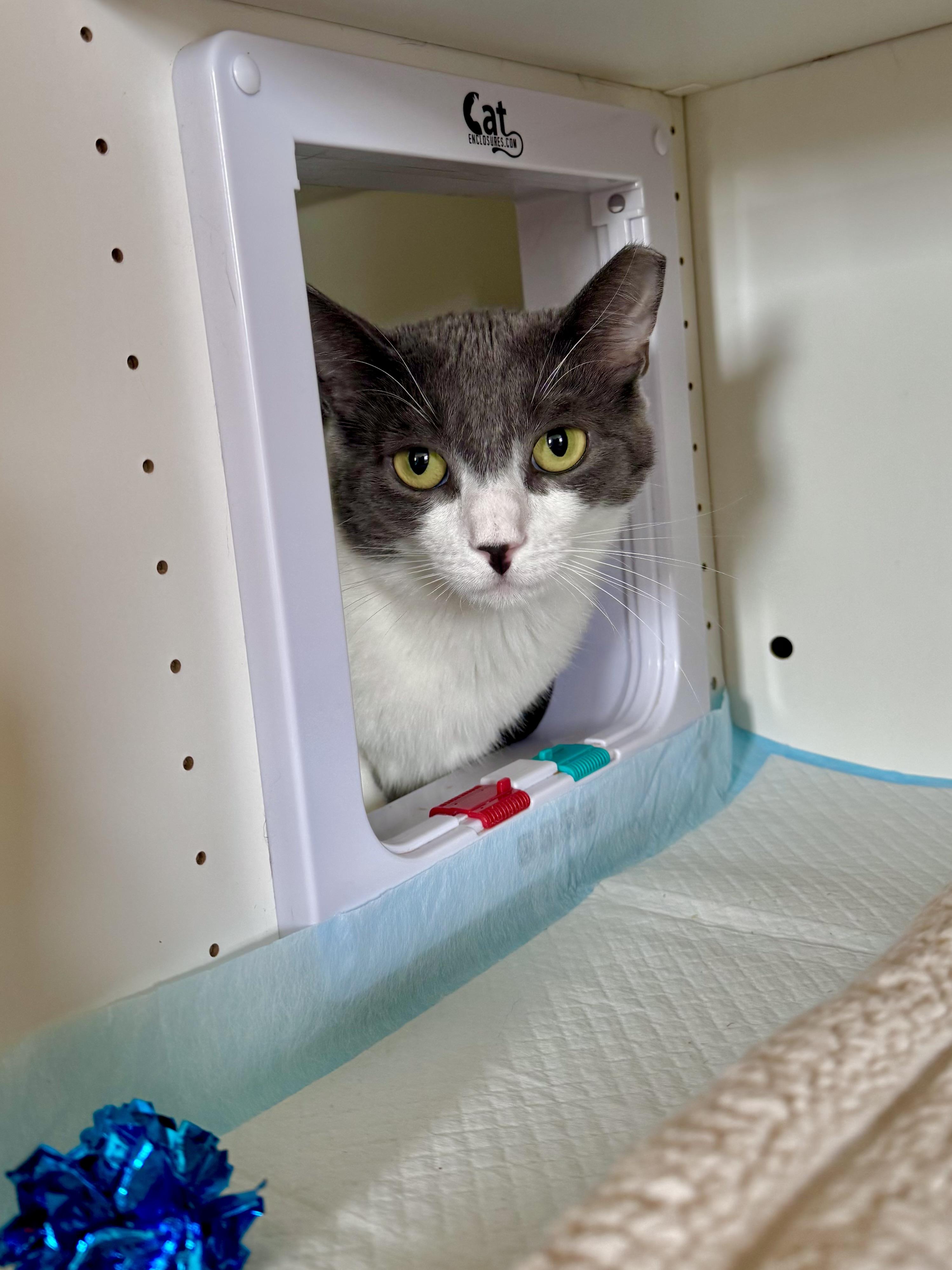 Max, a ADOPTABLE Domestic Short Hair in Ramsey, NJ image 6/6