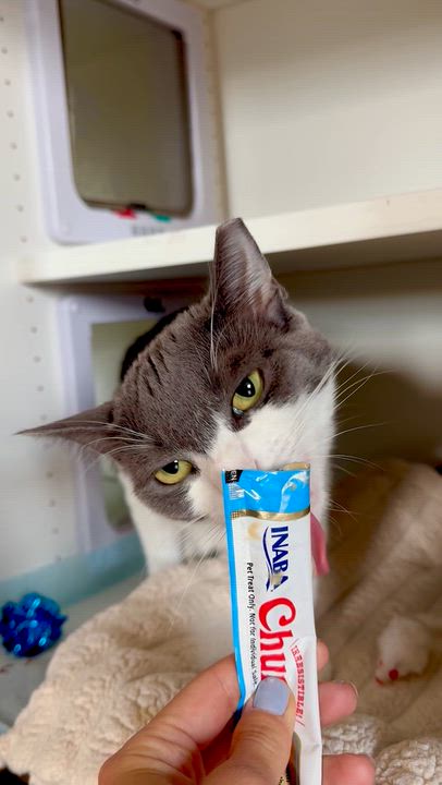 Enlarge Max, a ADOPTABLE Domestic Short Hair in Ramsey, NJ video 3/6