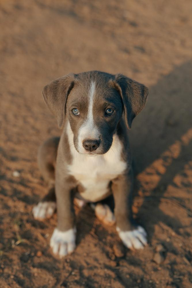 Pewter, Adoptable, Puppy Male Weimaraner & American Staffordshire Terrier.