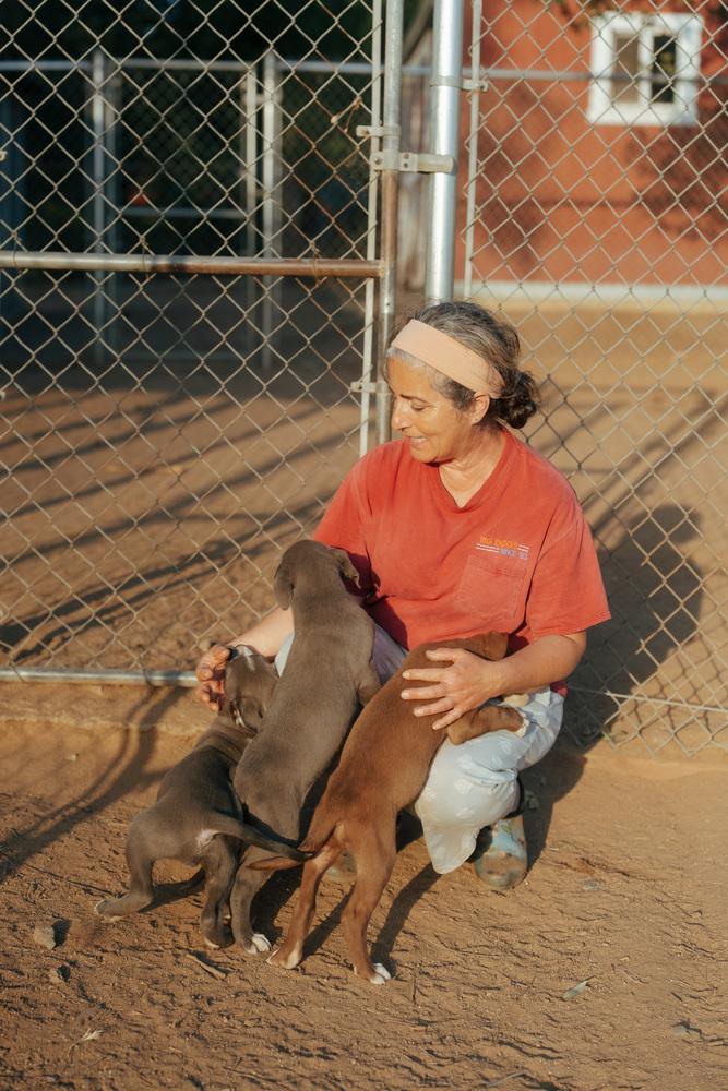 Enlarge Pewter, a Adoptable mixed breed in Bonita, CA image 2/6