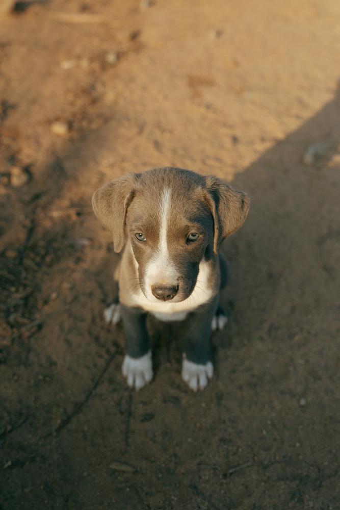 Enlarge Pewter, a Adoptable mixed breed in Bonita, CA image 3/6
