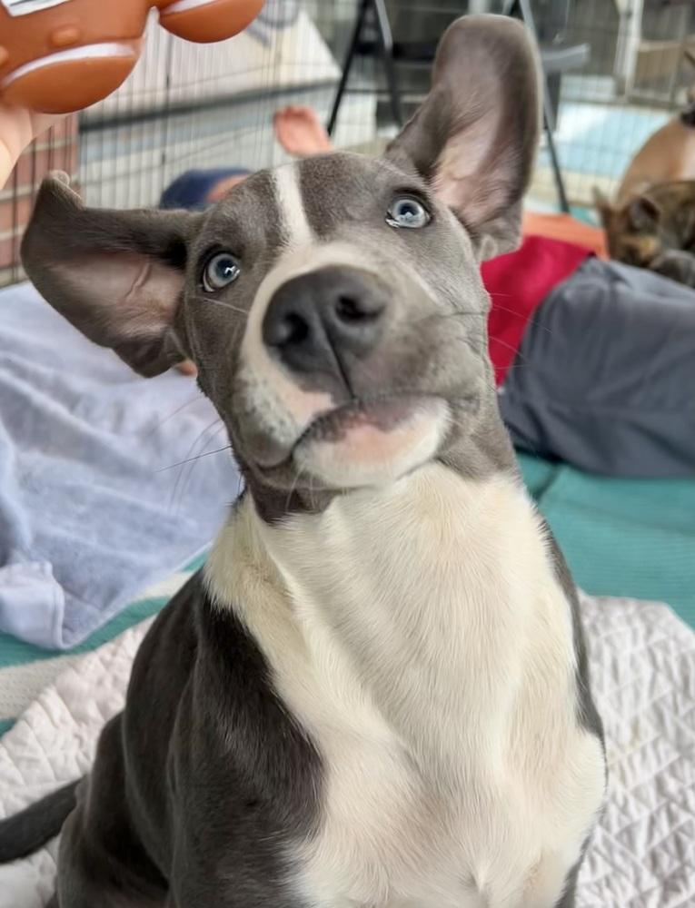 Enlarge Pewter, a Adoptable mixed breed in Bonita, CA image 4/6