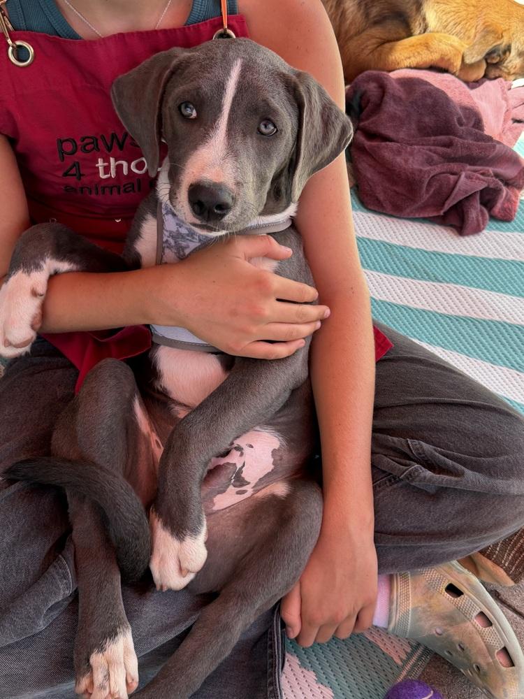 Enlarge Pewter, a Adoptable mixed breed in Bonita, CA image 5/6