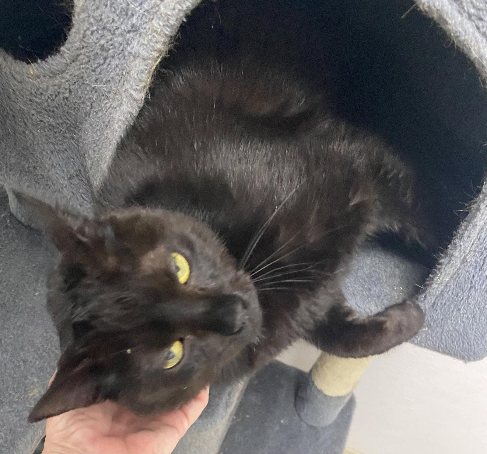 Stryder, Adoptable, Adult Male Domestic Short Hair.