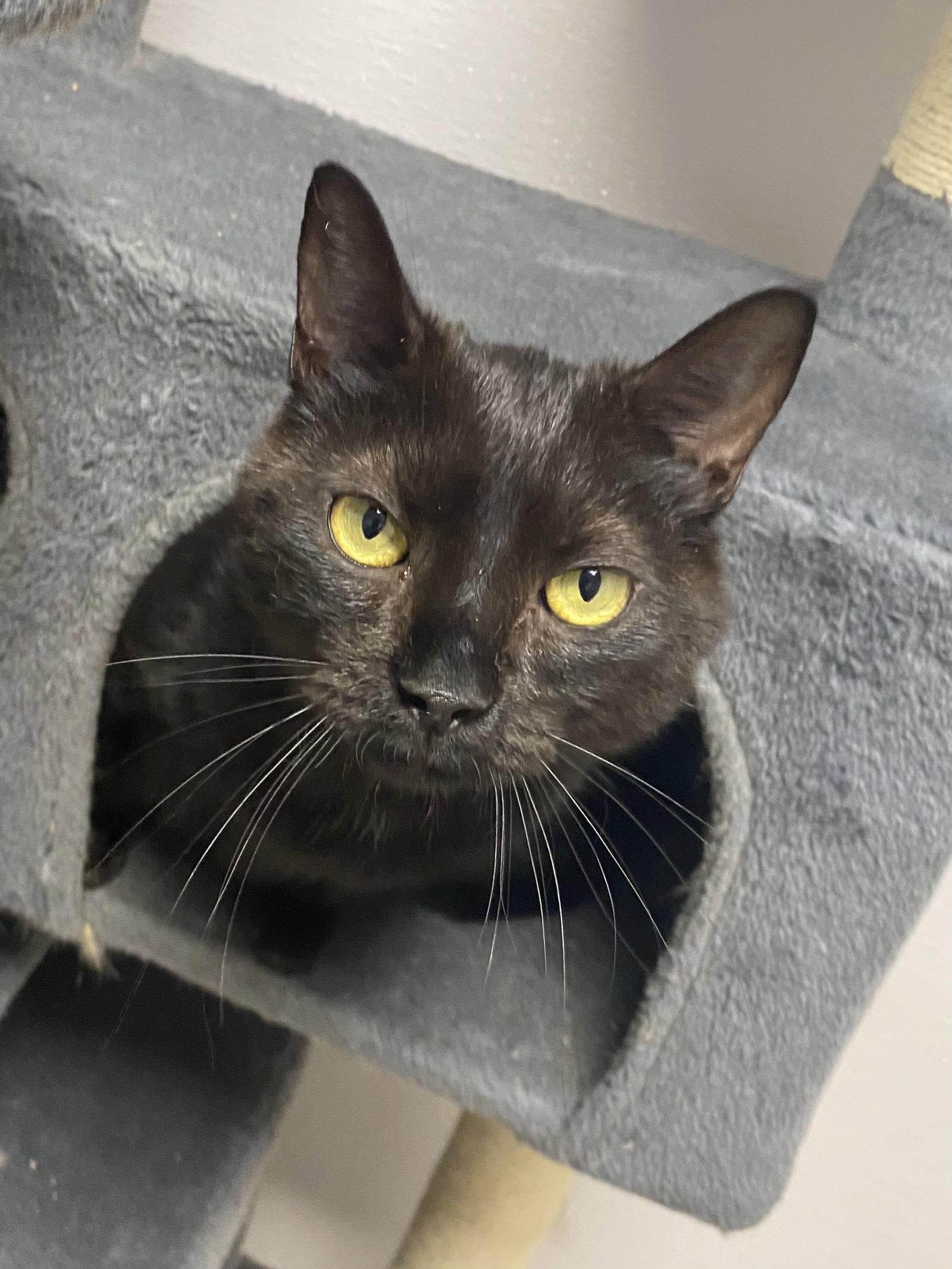 Stryder, a Adoptable Domestic Short Hair in Satellite Beach, FL image 2/3