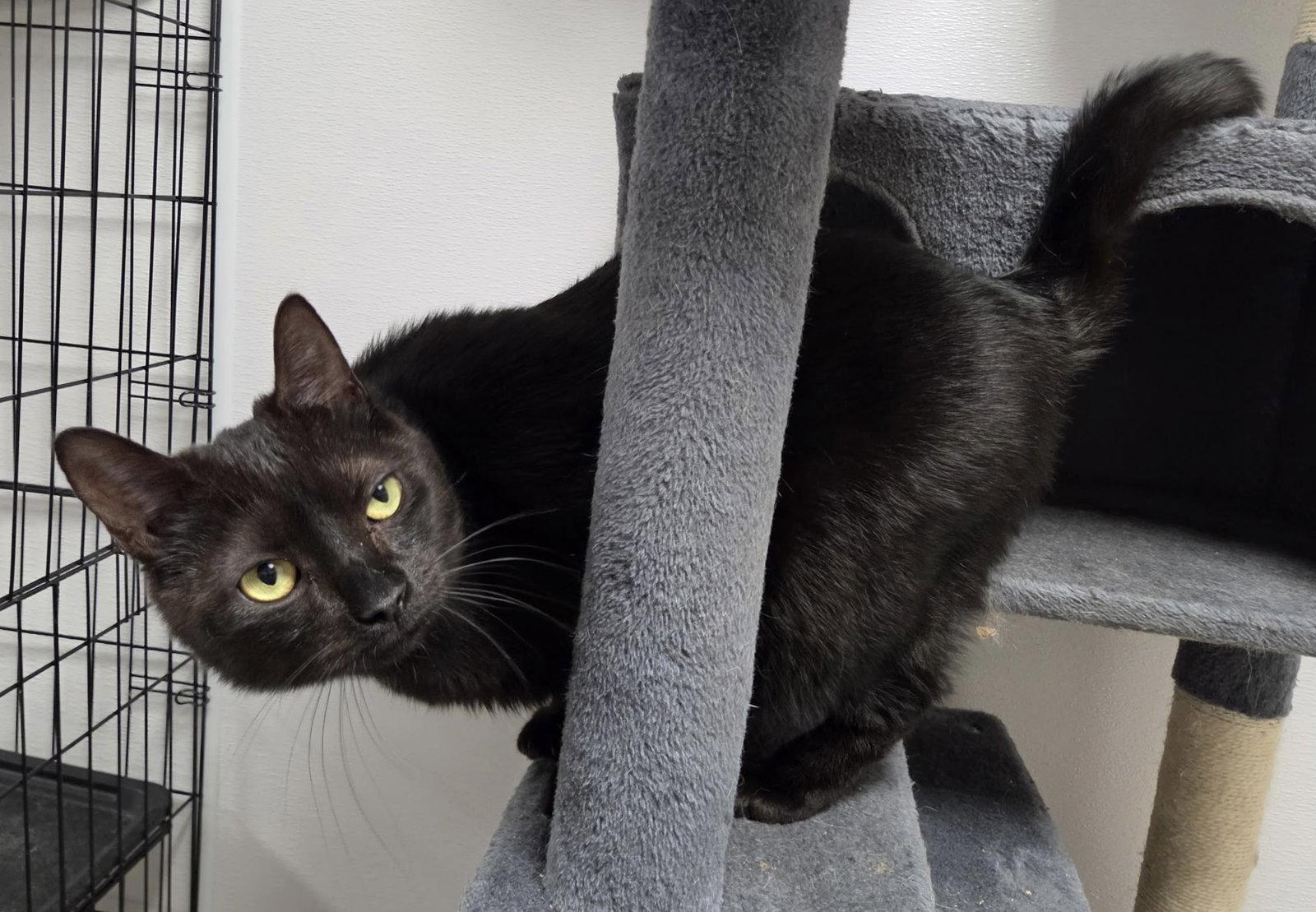 Stryder, a Adoptable Domestic Short Hair in Satellite Beach, FL image 3/3