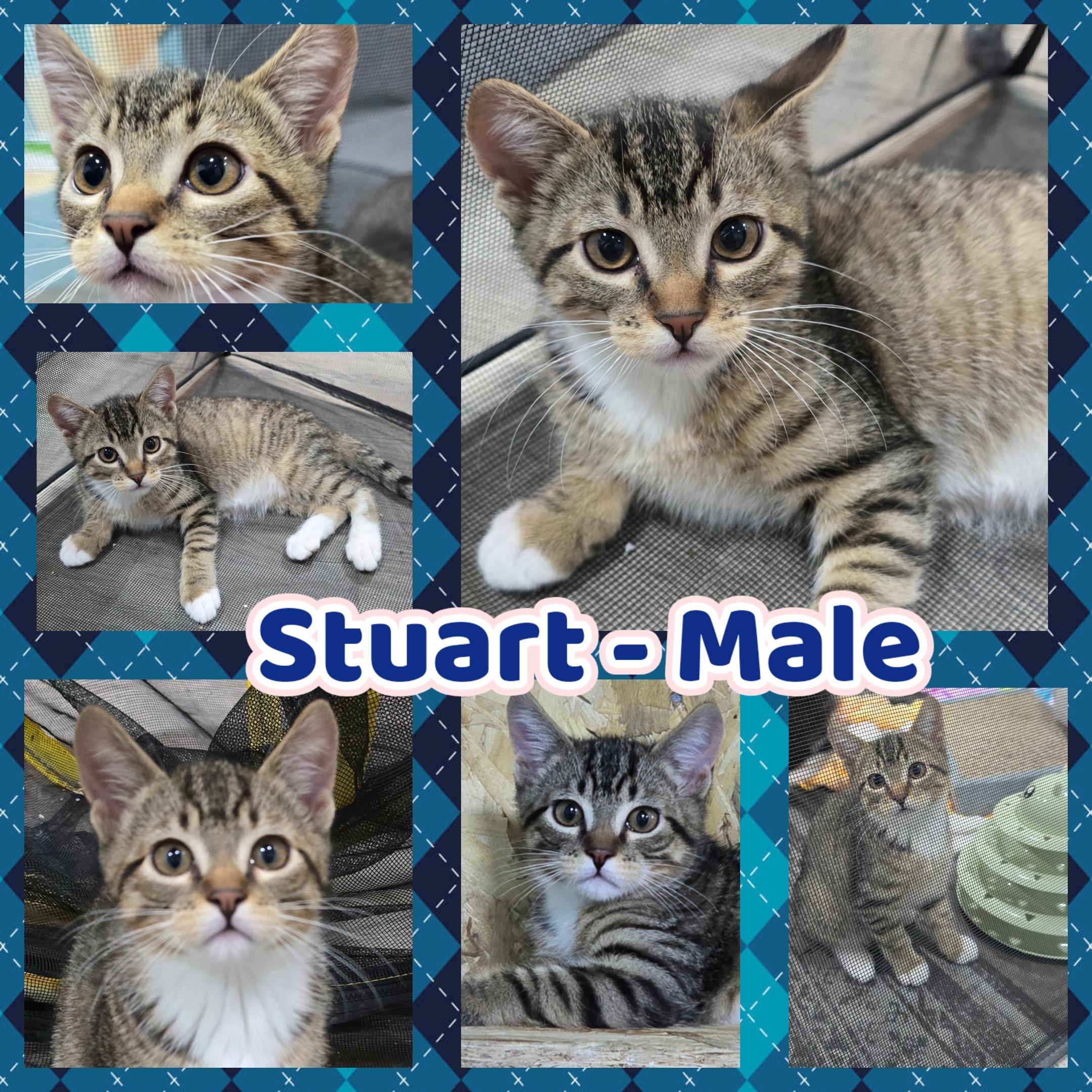 Stuart, a ADOPTABLE Domestic Short Hair in Arlington, WA image 3/6
