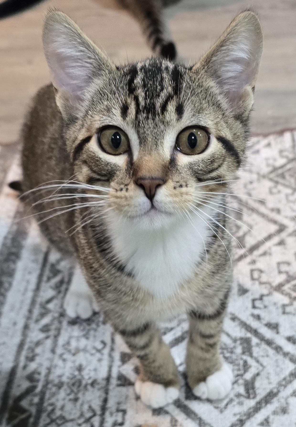 Stuart, ADOPTABLE, Kitten Male Domestic Short Hair.