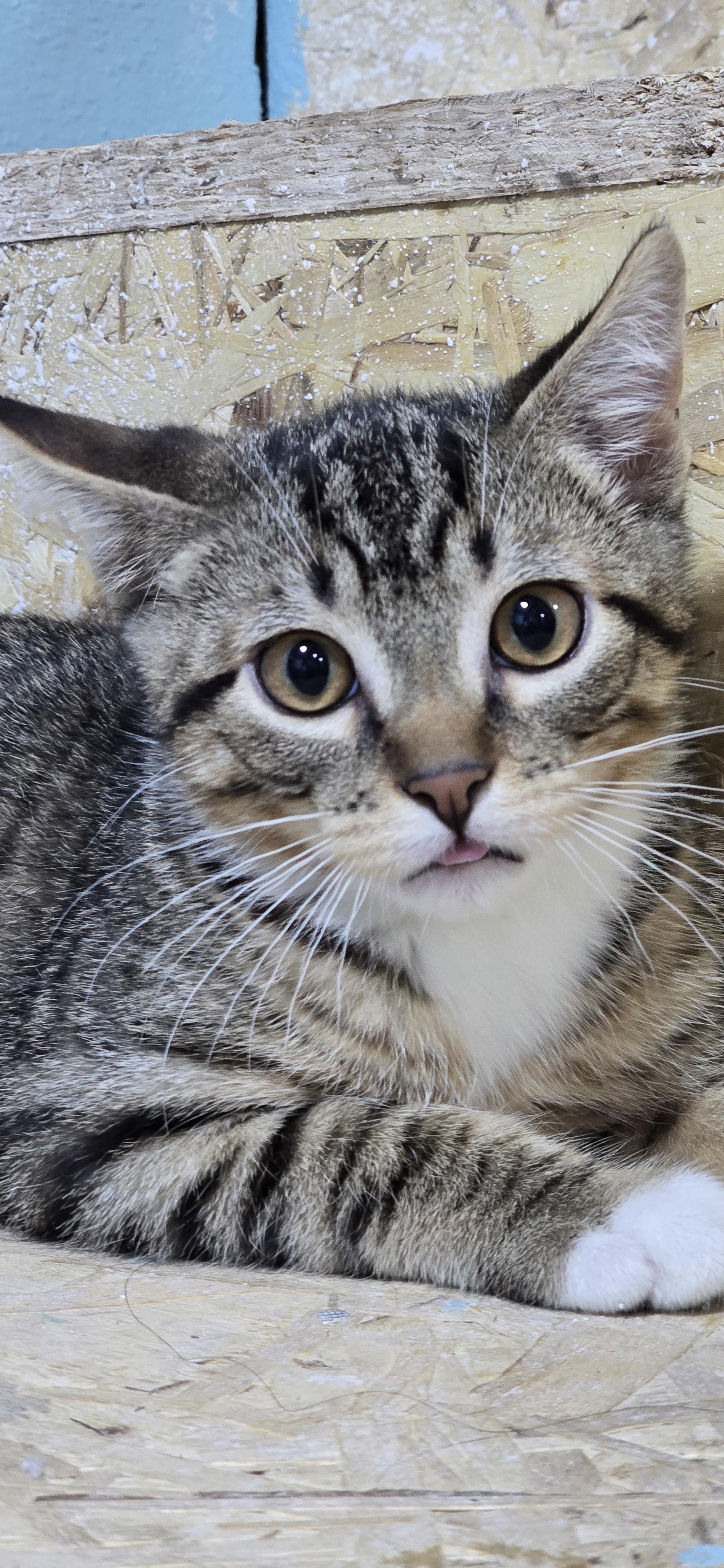 Stuart, a ADOPTABLE Domestic Short Hair in Arlington, WA image 4/6