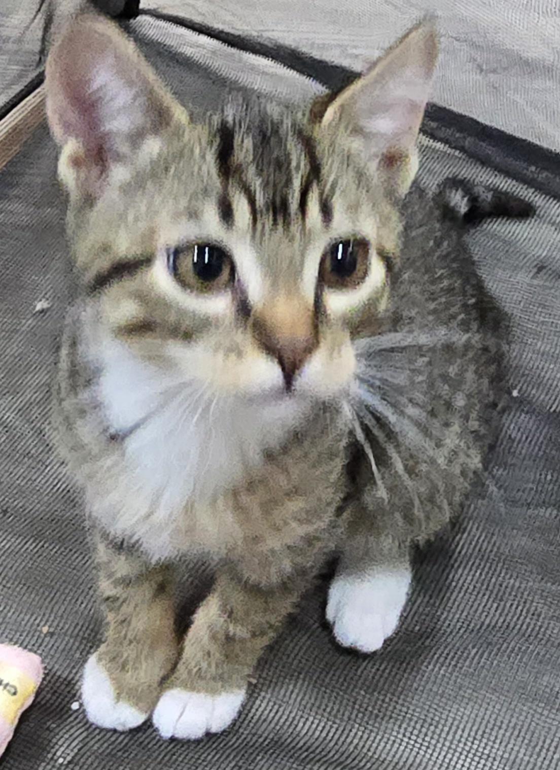 Stuart, a ADOPTABLE Domestic Short Hair in Arlington, WA image 6/6