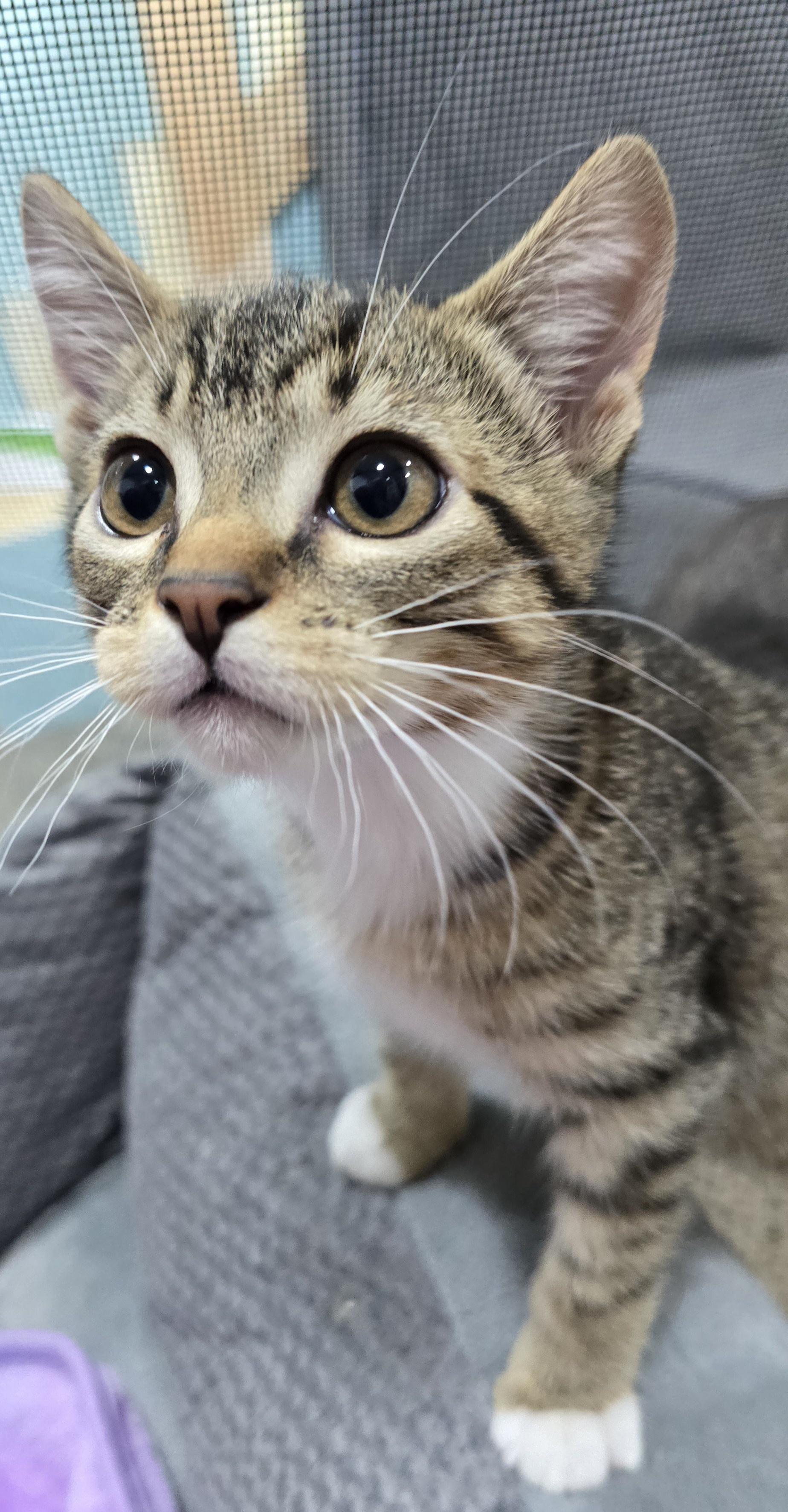 Stuart, a ADOPTABLE Domestic Short Hair in Arlington, WA image 5/6