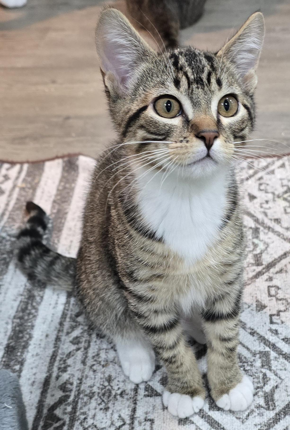 Stuart, a ADOPTABLE Domestic Short Hair in Arlington, WA image 2/6