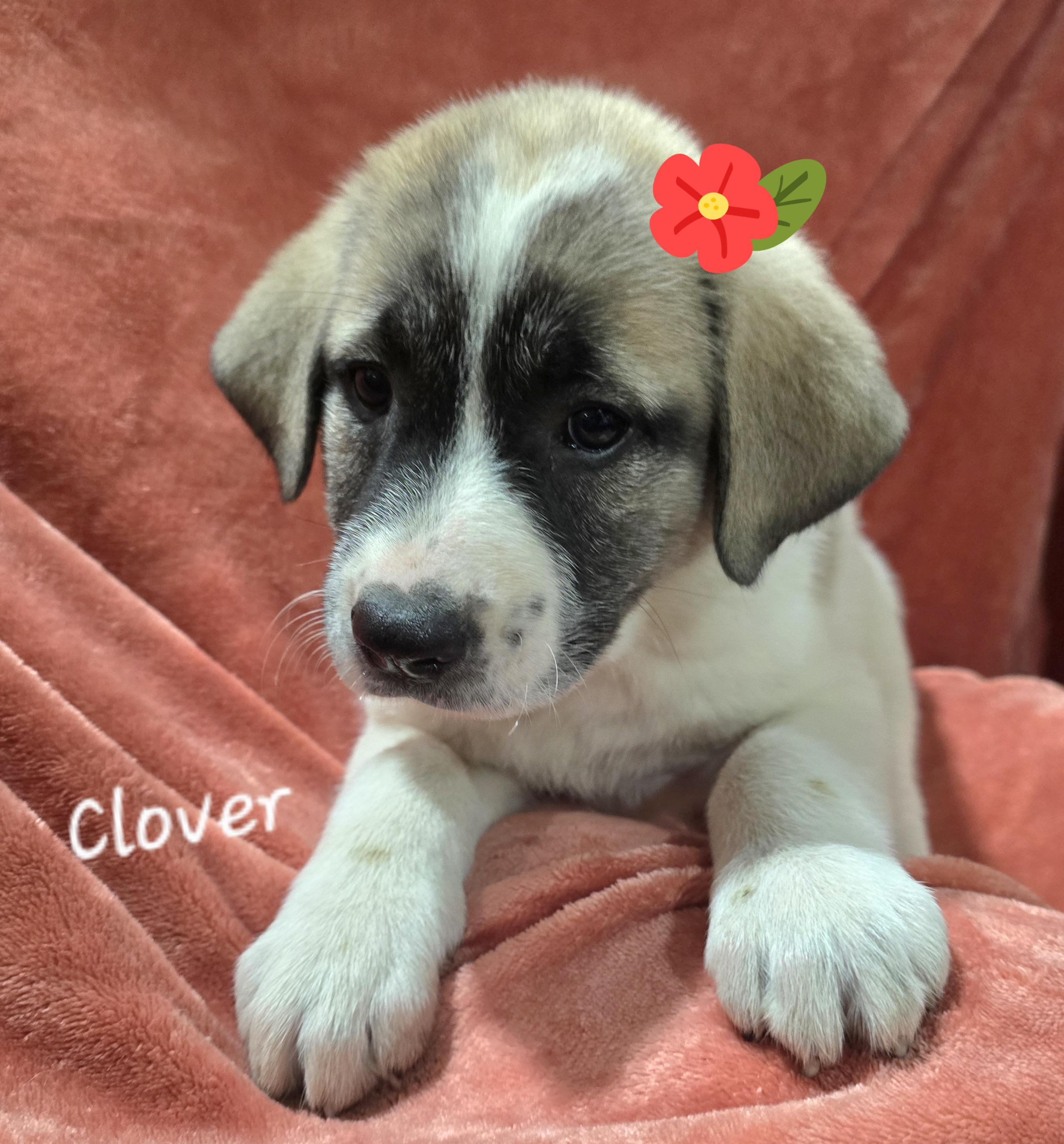 Clover