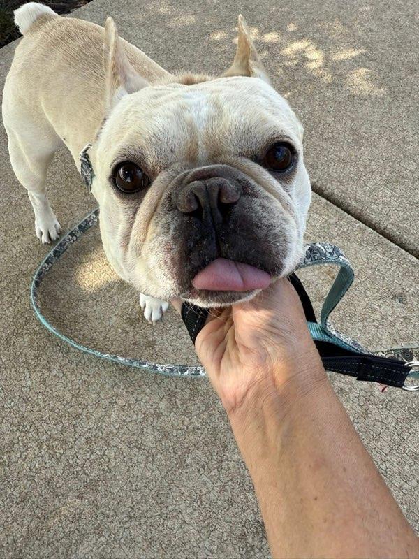 Ralph, Adopted, Adult Male French Bulldog.