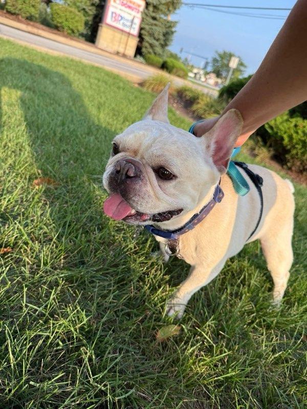 Ralph, a Adopted French Bulldog in Huntley, IL image 2/4