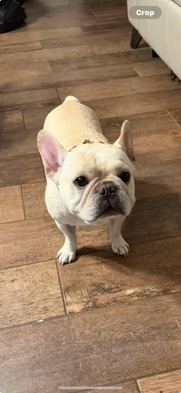 Ralph, a Adopted French Bulldog in Huntley, IL image 3/4