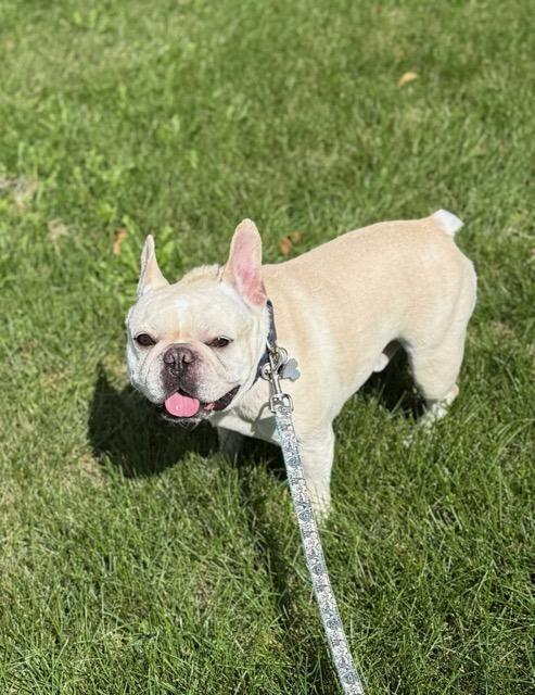 Ralph, a Adopted French Bulldog in Huntley, IL image 4/4