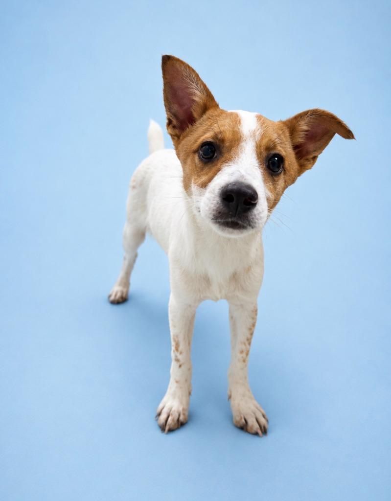 Reef, Adoptable, Puppy Male Mixed Breed.