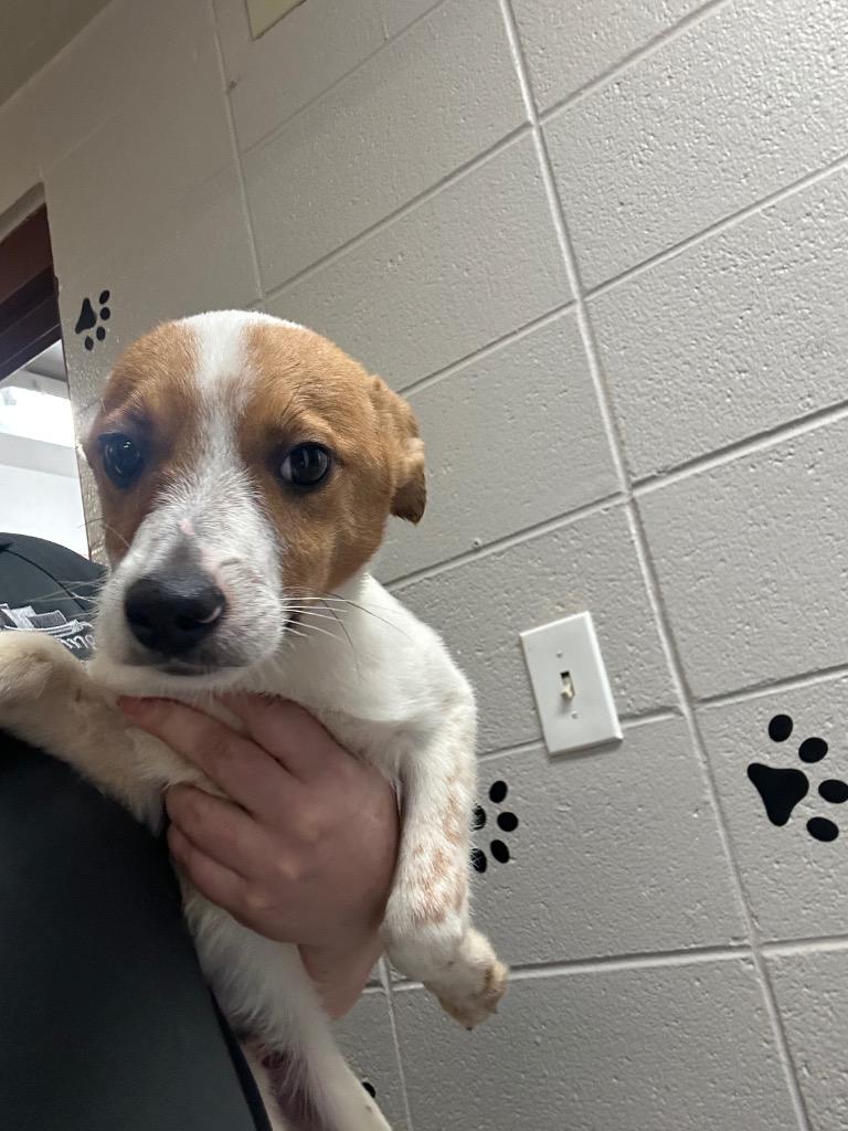 Reef, a Adoptable mixed breed in Rock Springs, WY image 2/2