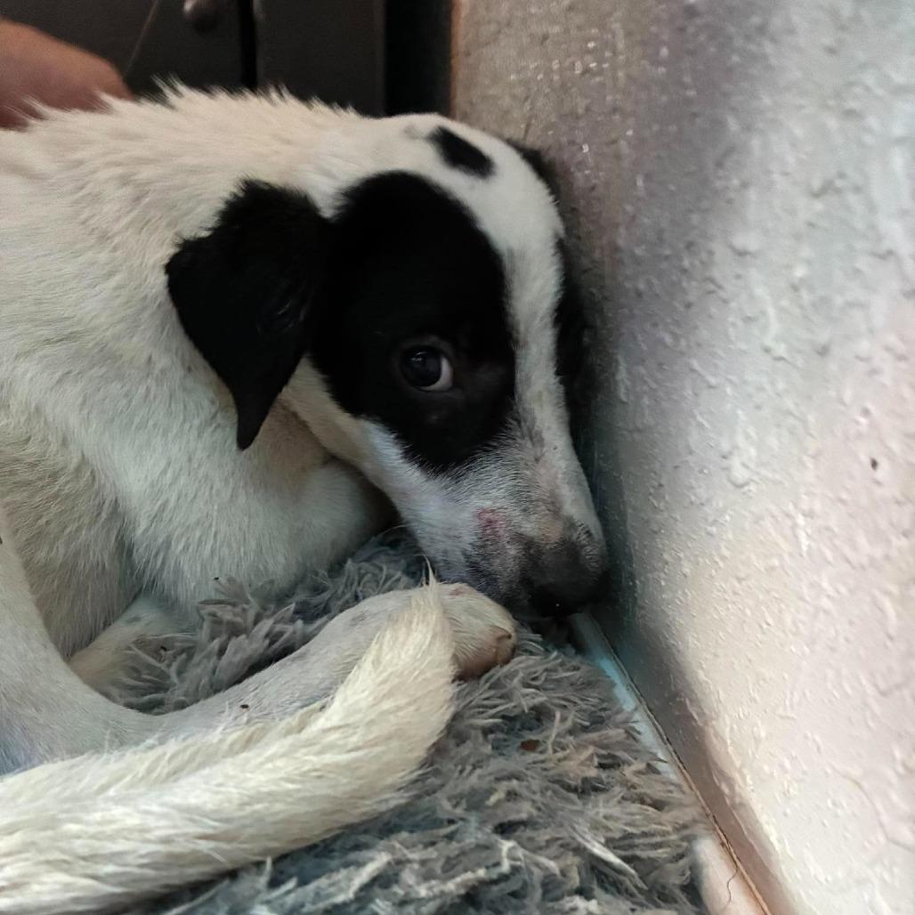 Enlarge Scout, a Adoptable mixed breed in Madill, OK image 1/1