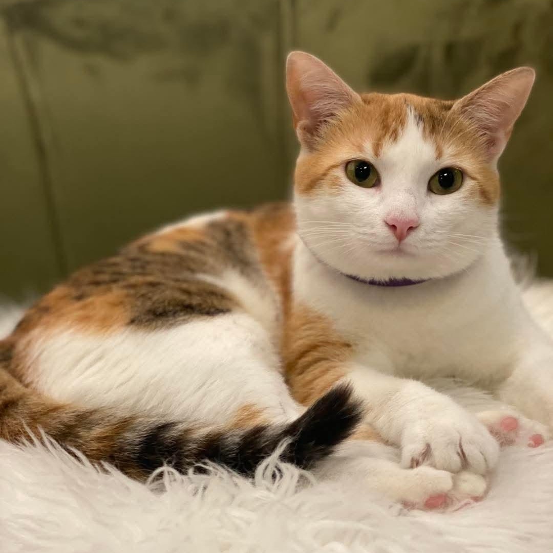 Reba, Young Female Domestic Short Hair