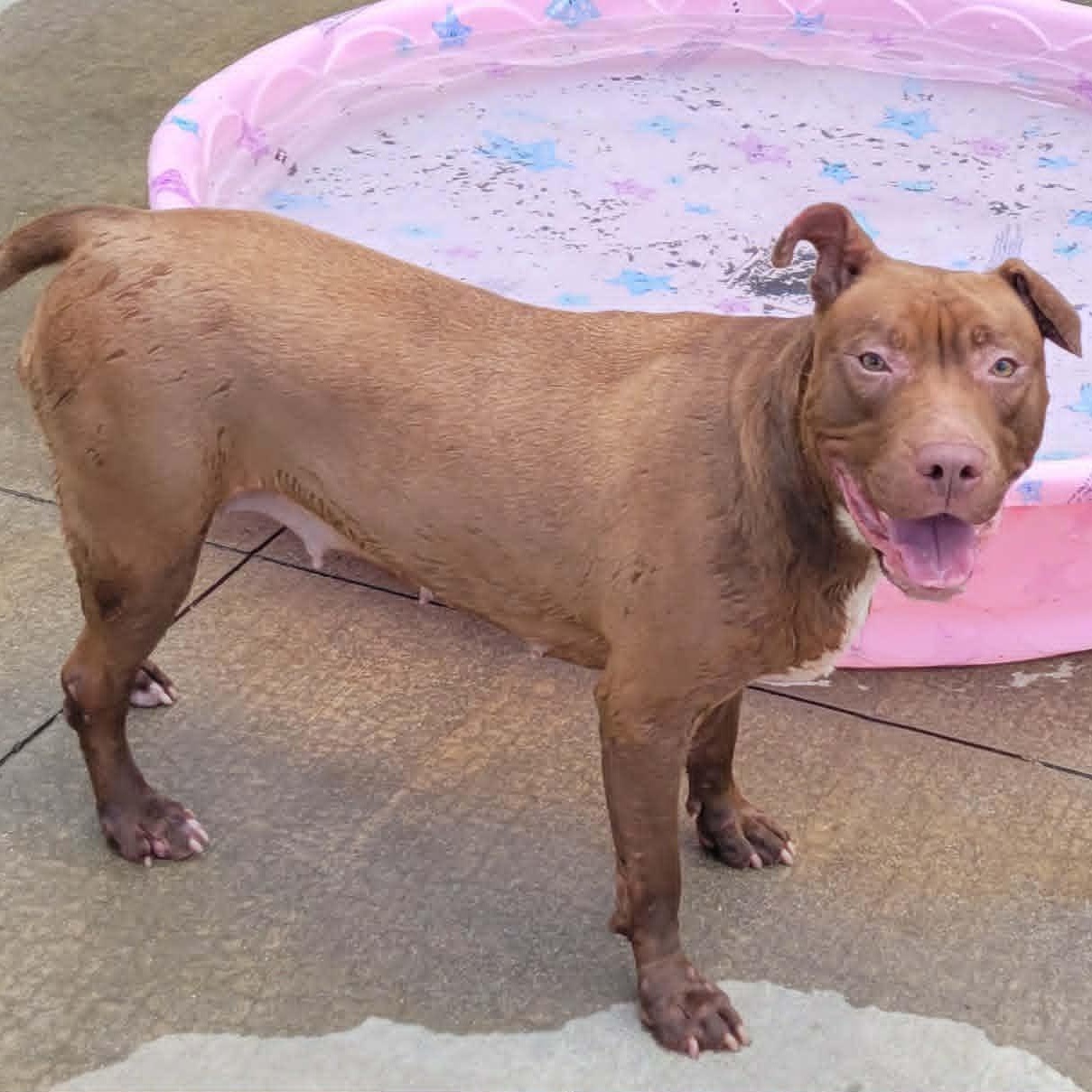 Enlarge Mocha, Silly Girl, a Adoptable mixed breed in Meriden, CT image 2/6