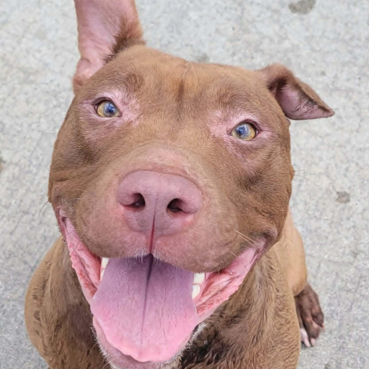 Enlarge Mocha, Silly Girl, a Adoptable mixed breed in Meriden, CT image 6/6
