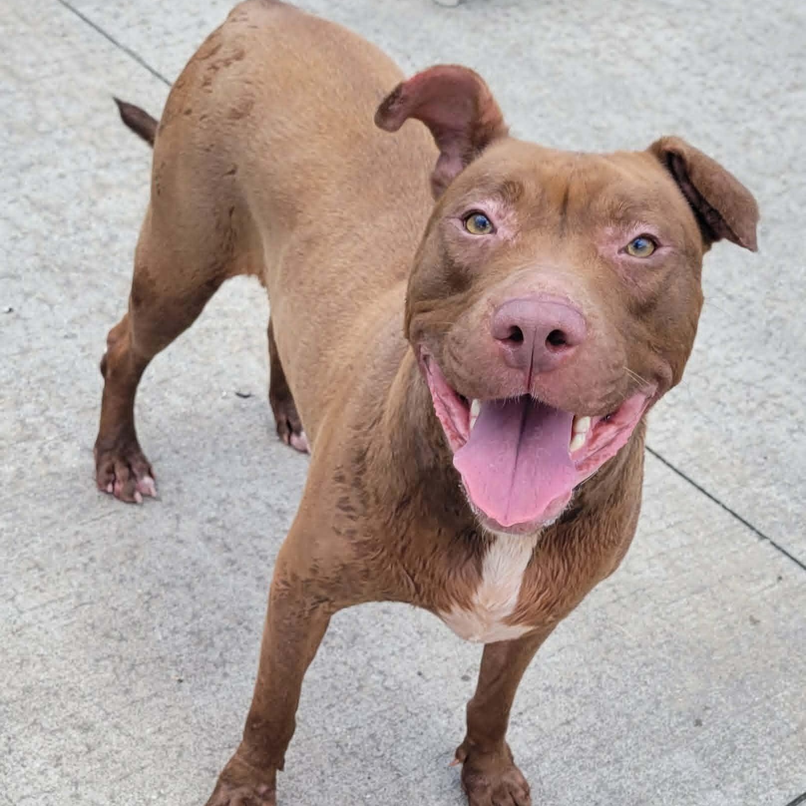 Mocha, Silly Girl, Adoptable, Young Female Pit Bull Terrier & Labrador Retriever.