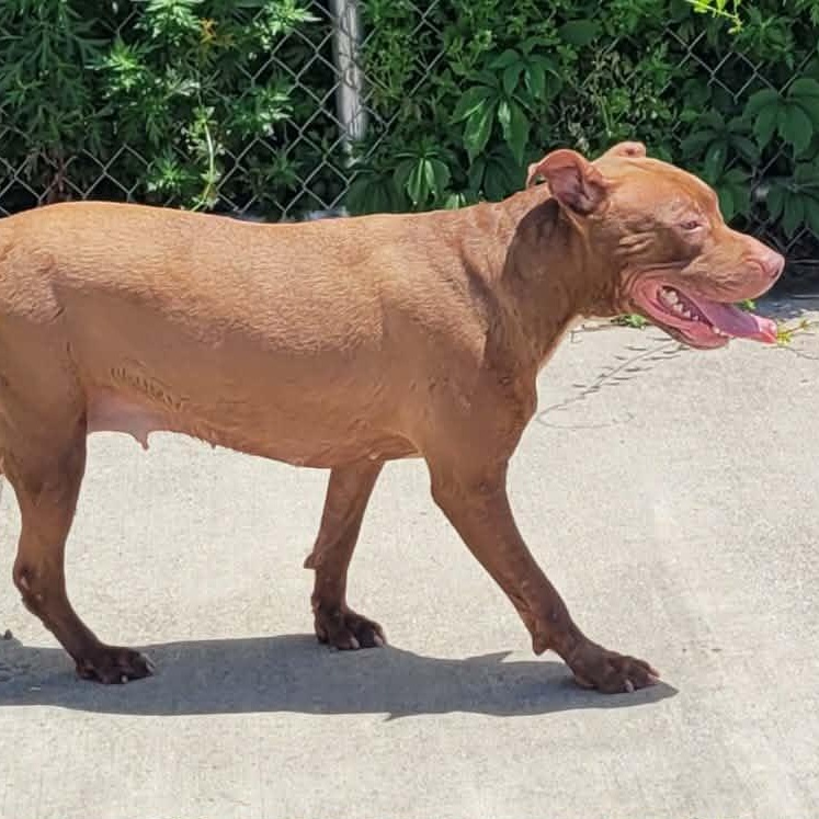 Enlarge Mocha, Silly Girl, a Adoptable mixed breed in Meriden, CT image 4/6