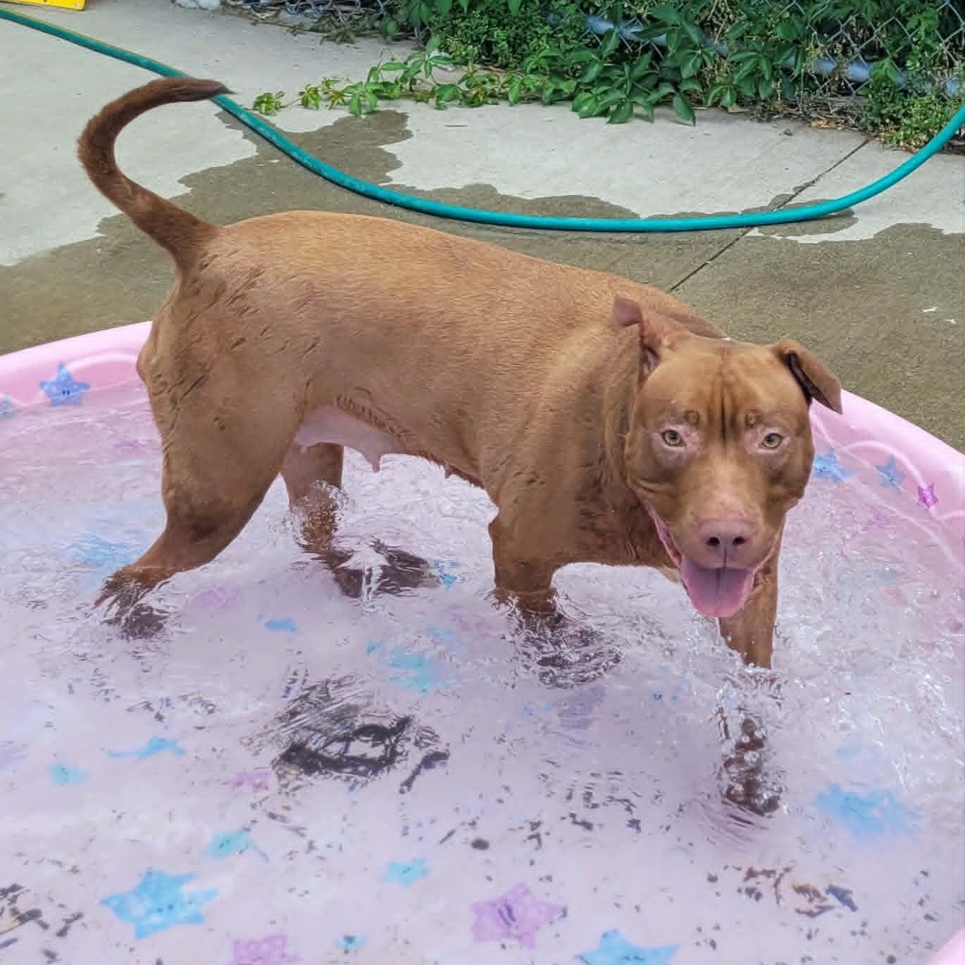 Enlarge Mocha, Silly Girl, a Adoptable mixed breed in Meriden, CT image 5/6
