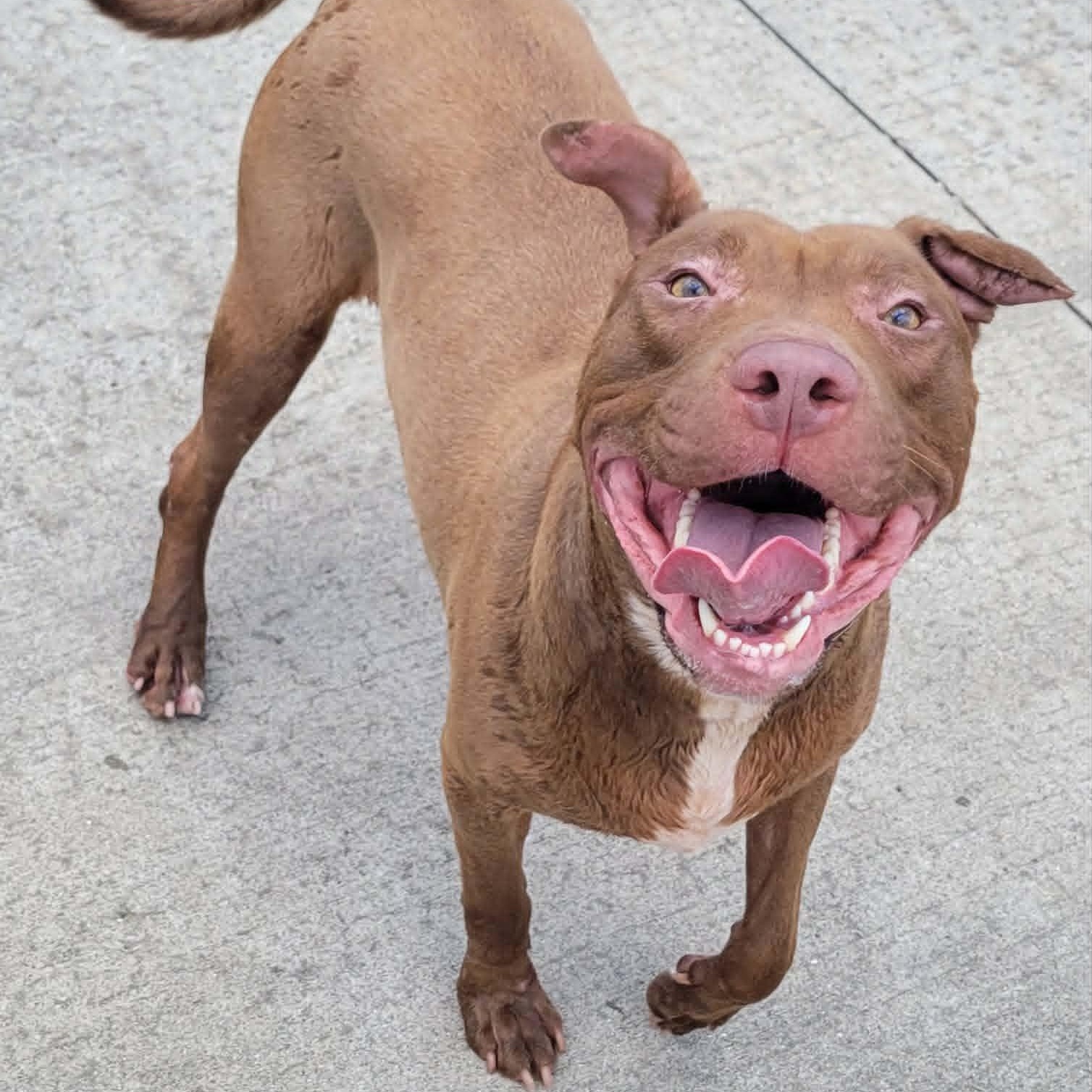 Enlarge Mocha, Silly Girl, a Adoptable mixed breed in Meriden, CT image 3/6