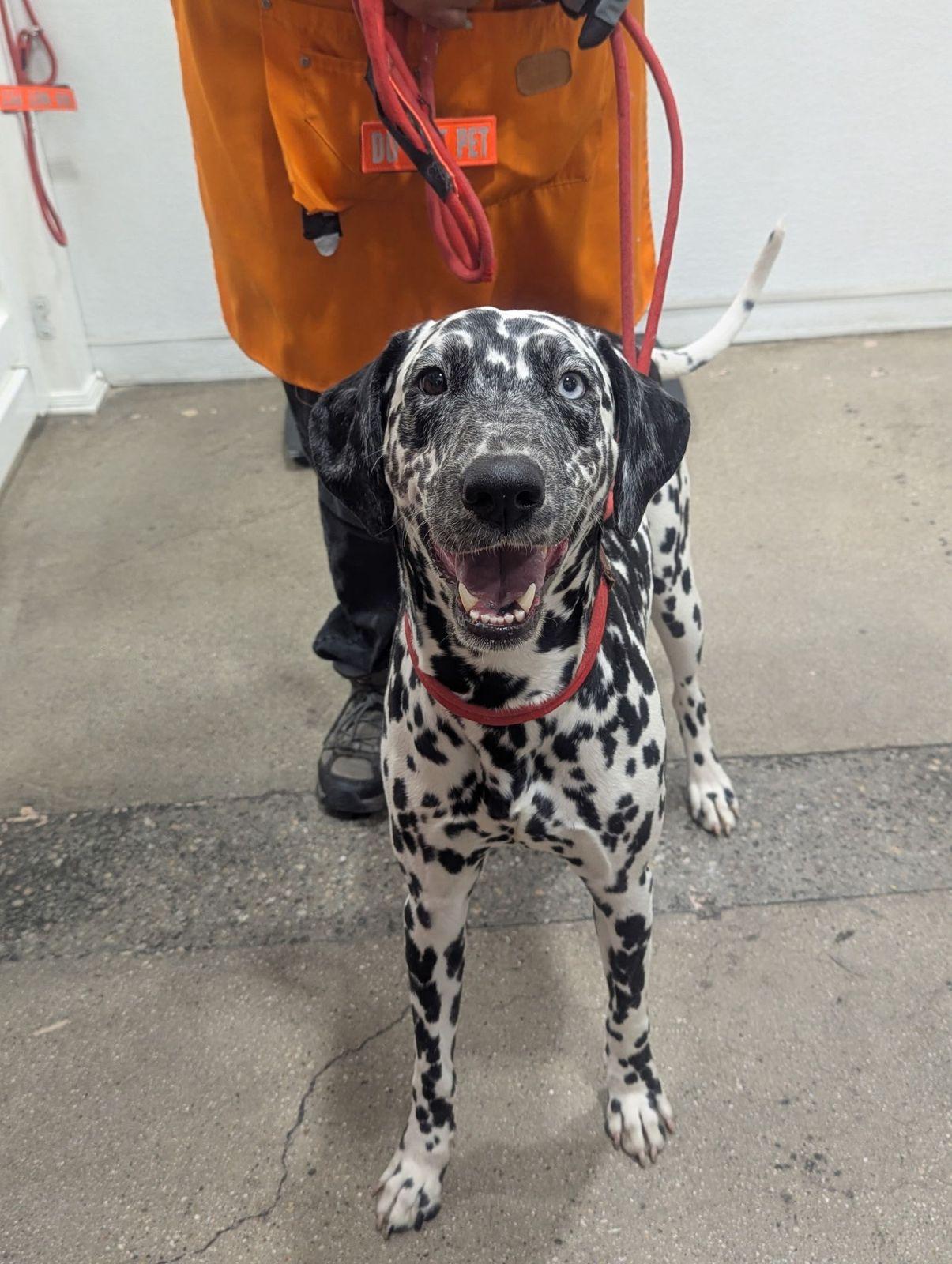 Enlarge Florence, a ADOPTABLE Dalmatian in Los Angeles, CA image 6/6