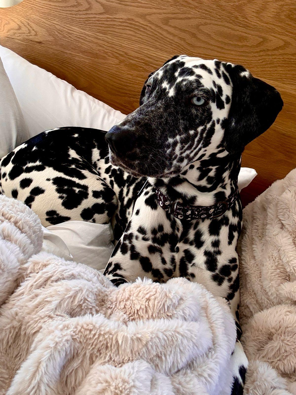 Enlarge Florence, a ADOPTABLE Dalmatian in Los Angeles, CA image 2/6