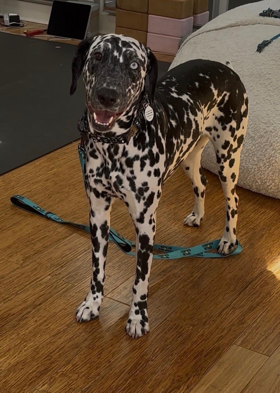 Enlarge Florence, a ADOPTABLE Dalmatian in Los Angeles, CA image 5/6