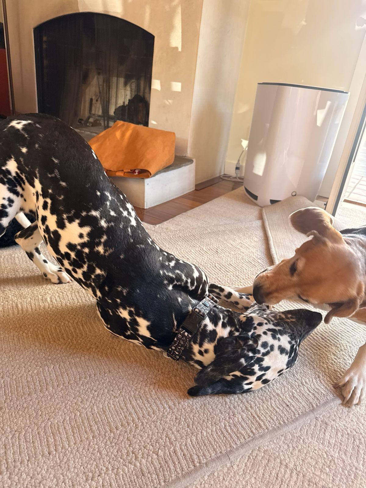 Enlarge Florence, a ADOPTABLE Dalmatian in Los Angeles, CA image 3/6