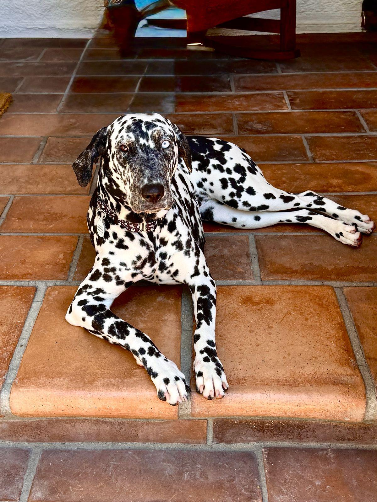 Florence, ADOPTABLE, Young Female Dalmatian.