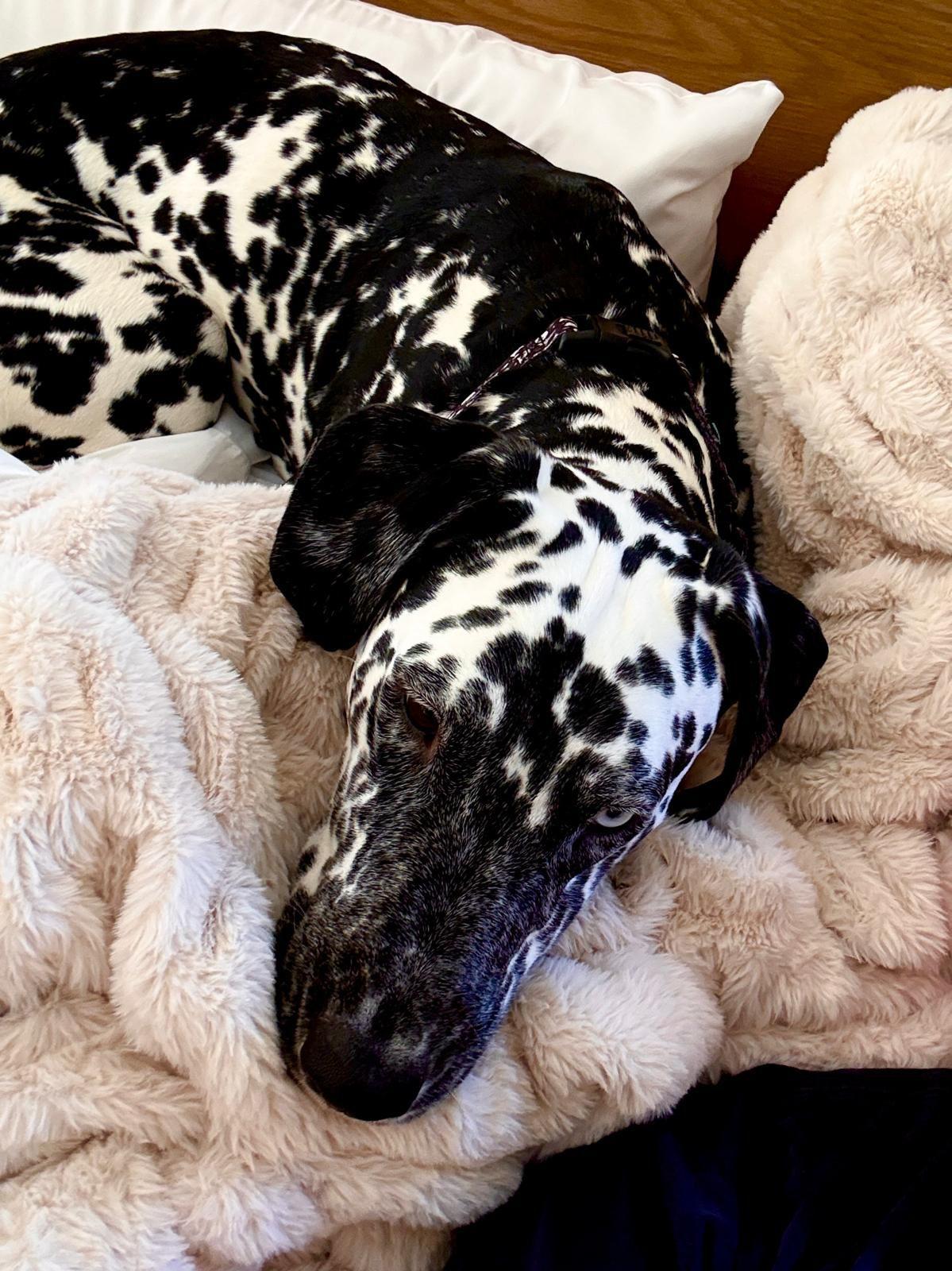 Enlarge Florence, a ADOPTABLE Dalmatian in Los Angeles, CA image 4/6